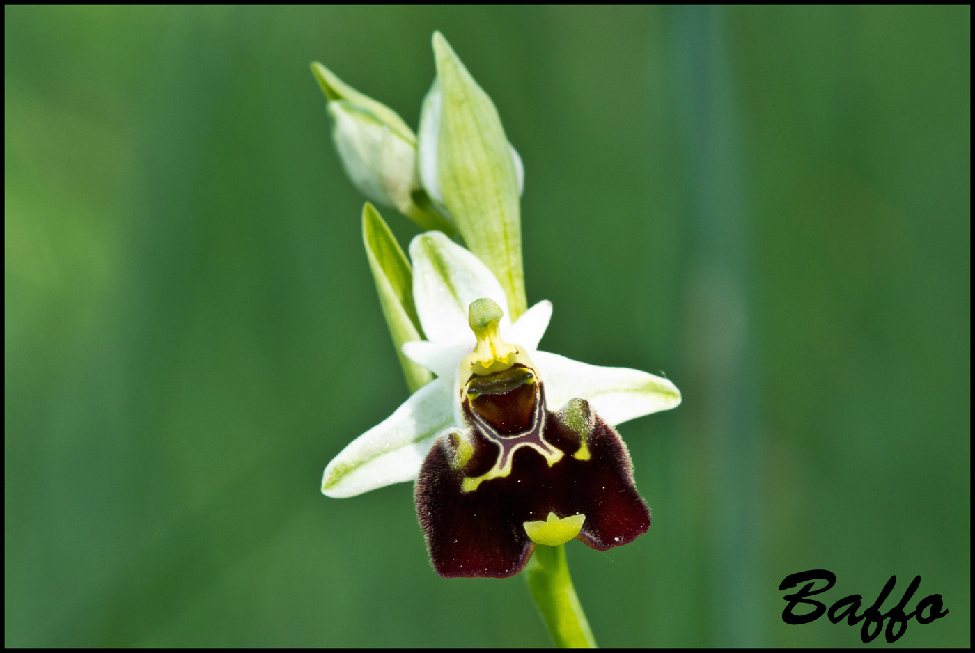 Ophrys holosericea subsp. holosericea (Burm.f.) Greutern -